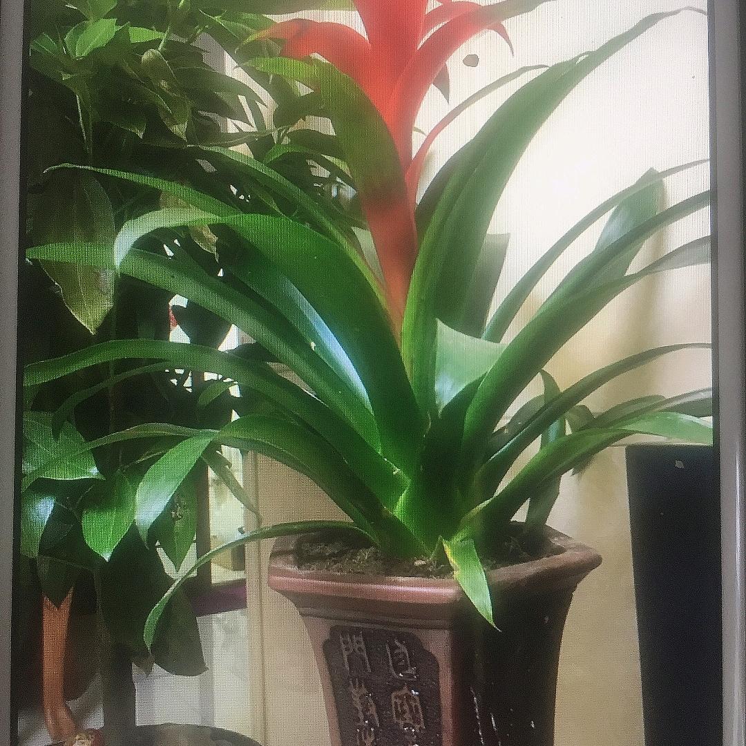 老汉