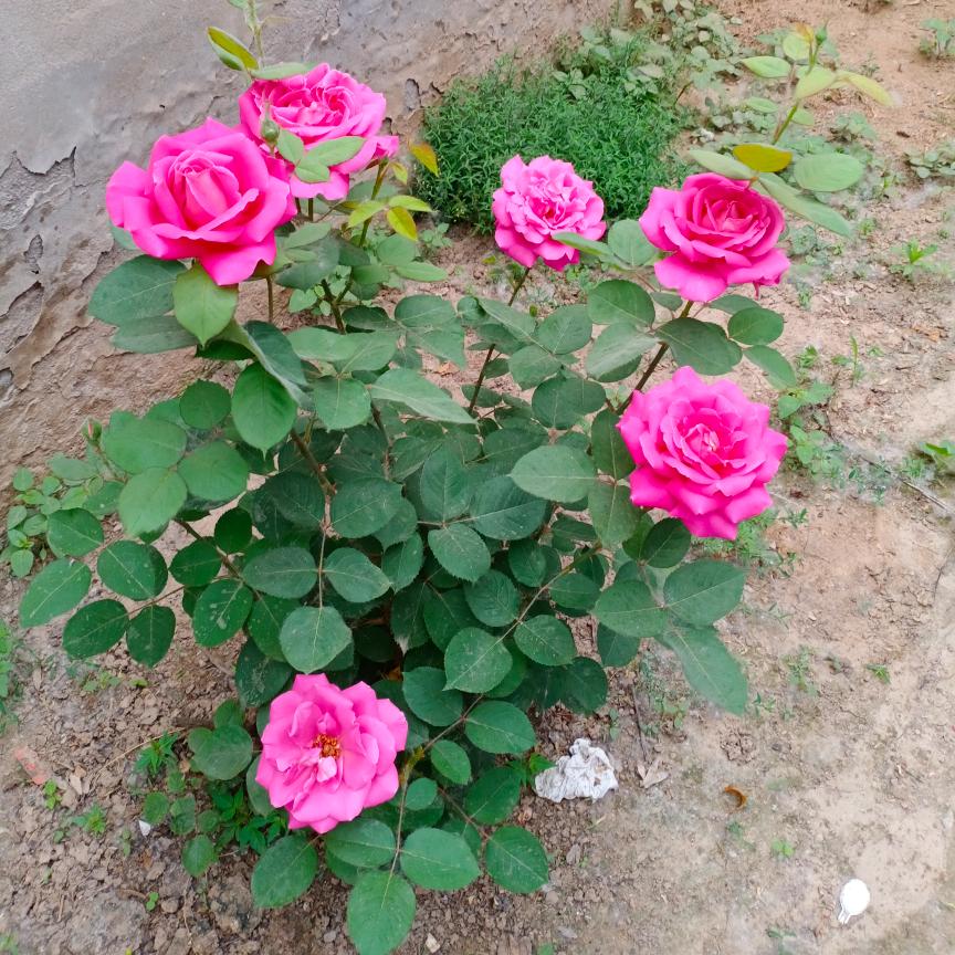 心心妈⁰⁶(13：10)