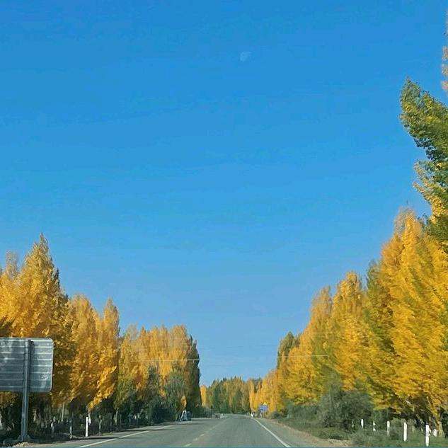 老狗
