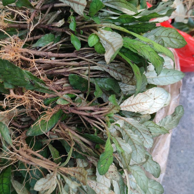 🍎🍋鲜果汇。农家青草🌿(红姐)