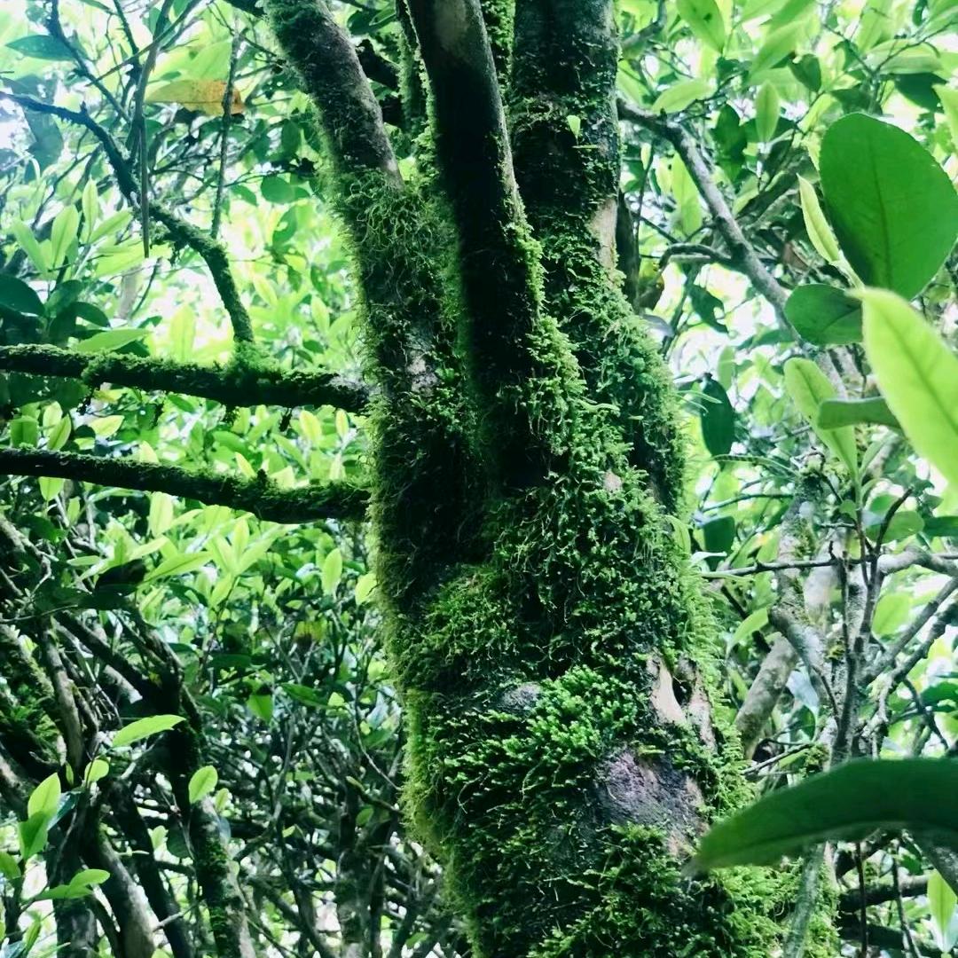 睿峰茶业