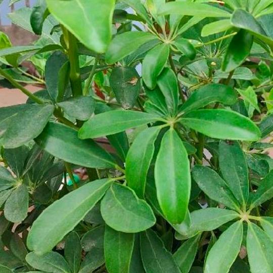 郭哥（不忘初心）