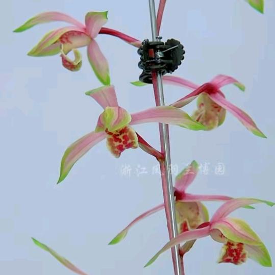 a亮惠兰艺草