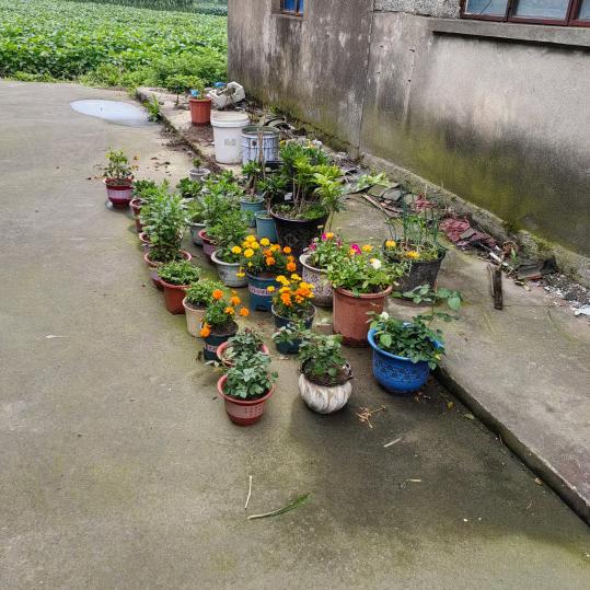 菊子