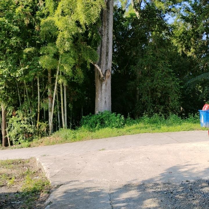 红叶（山歌原创）