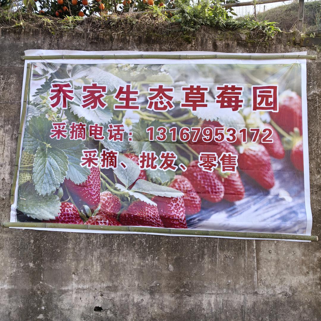 万州乔家草莓园