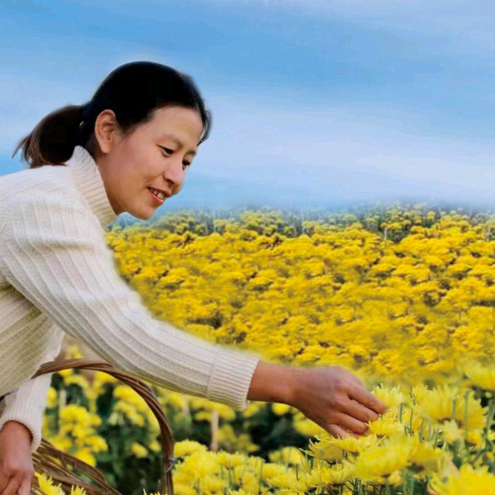 凯瑞菊花
