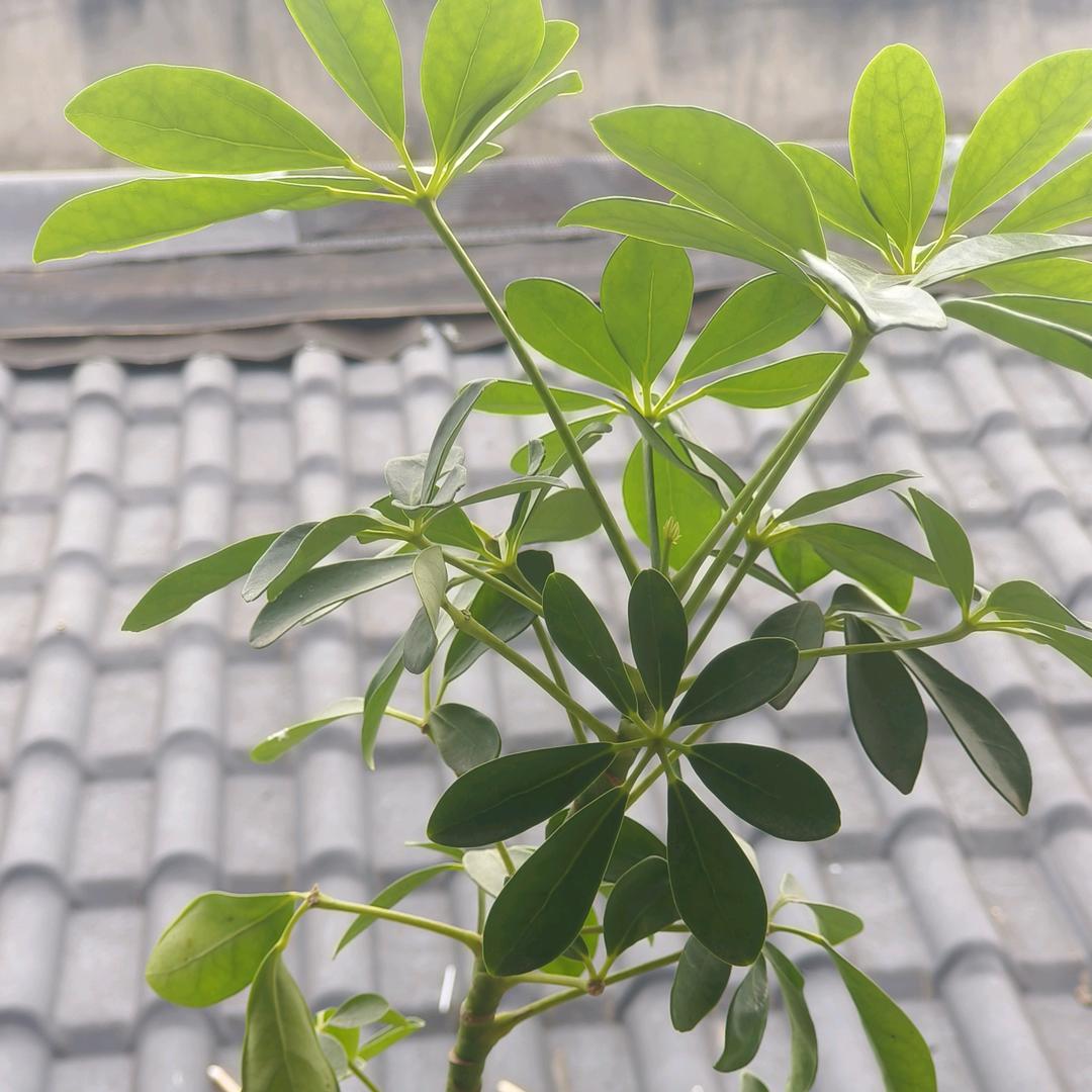 六月天气热🍓🍎🍑🍊🍇🍇