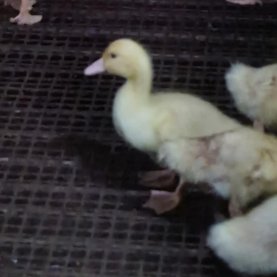 天天有个好心情