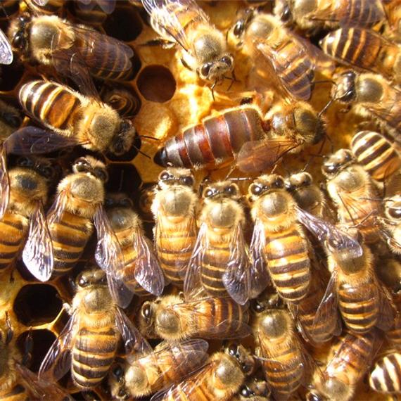 蜂农中蜂养殖基地