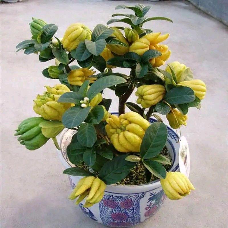 李明，