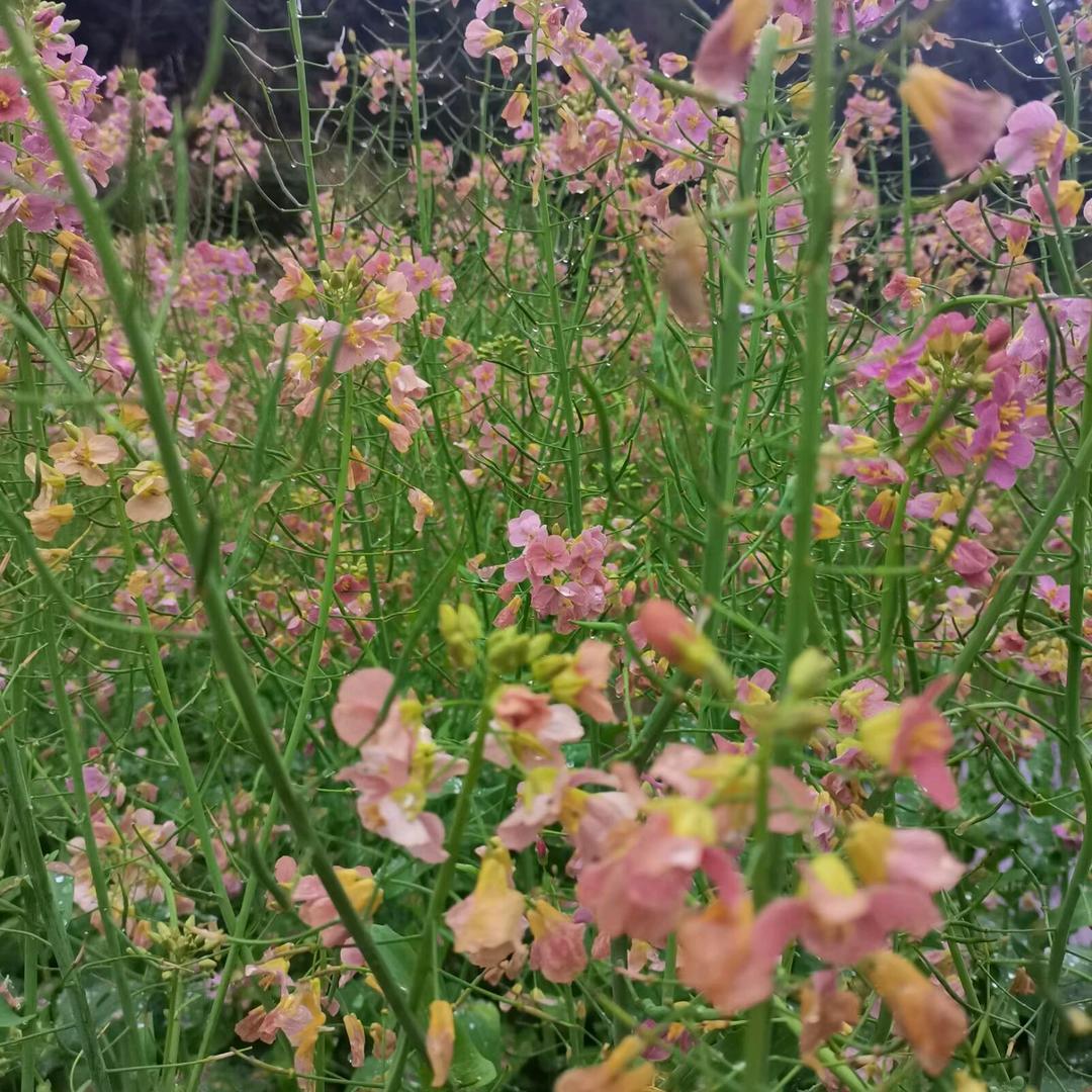 🌼᭄好运ꚸ加满Չᐝ࿐ᩚ