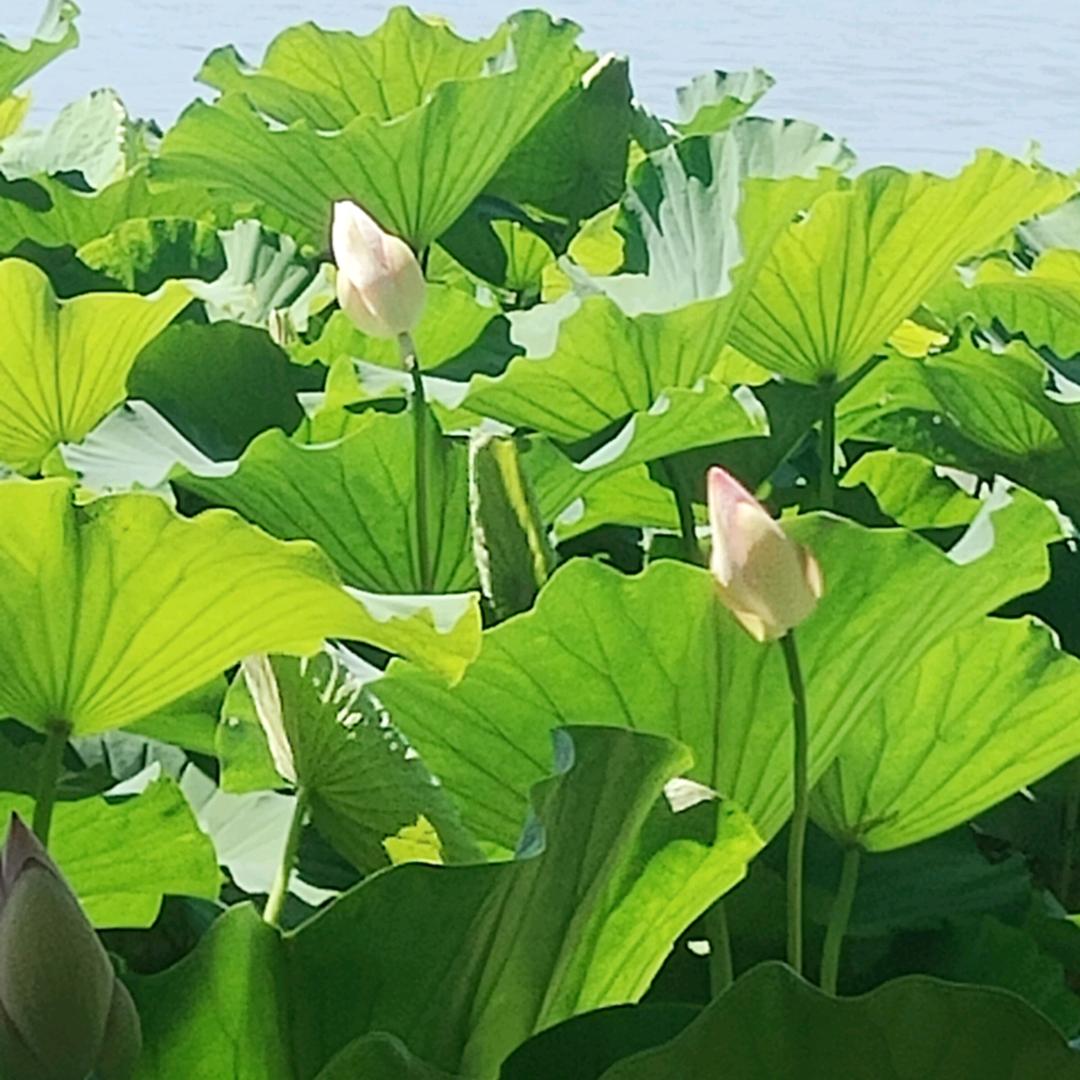 春暖花开(晚上8点半)