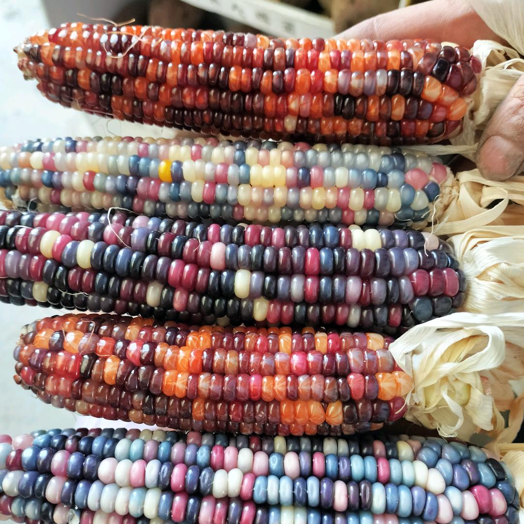 半生风雪文玩小玉米