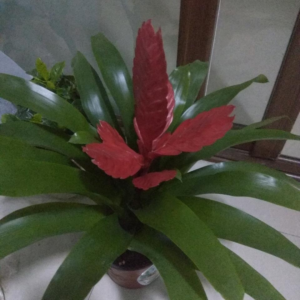 痴情的人