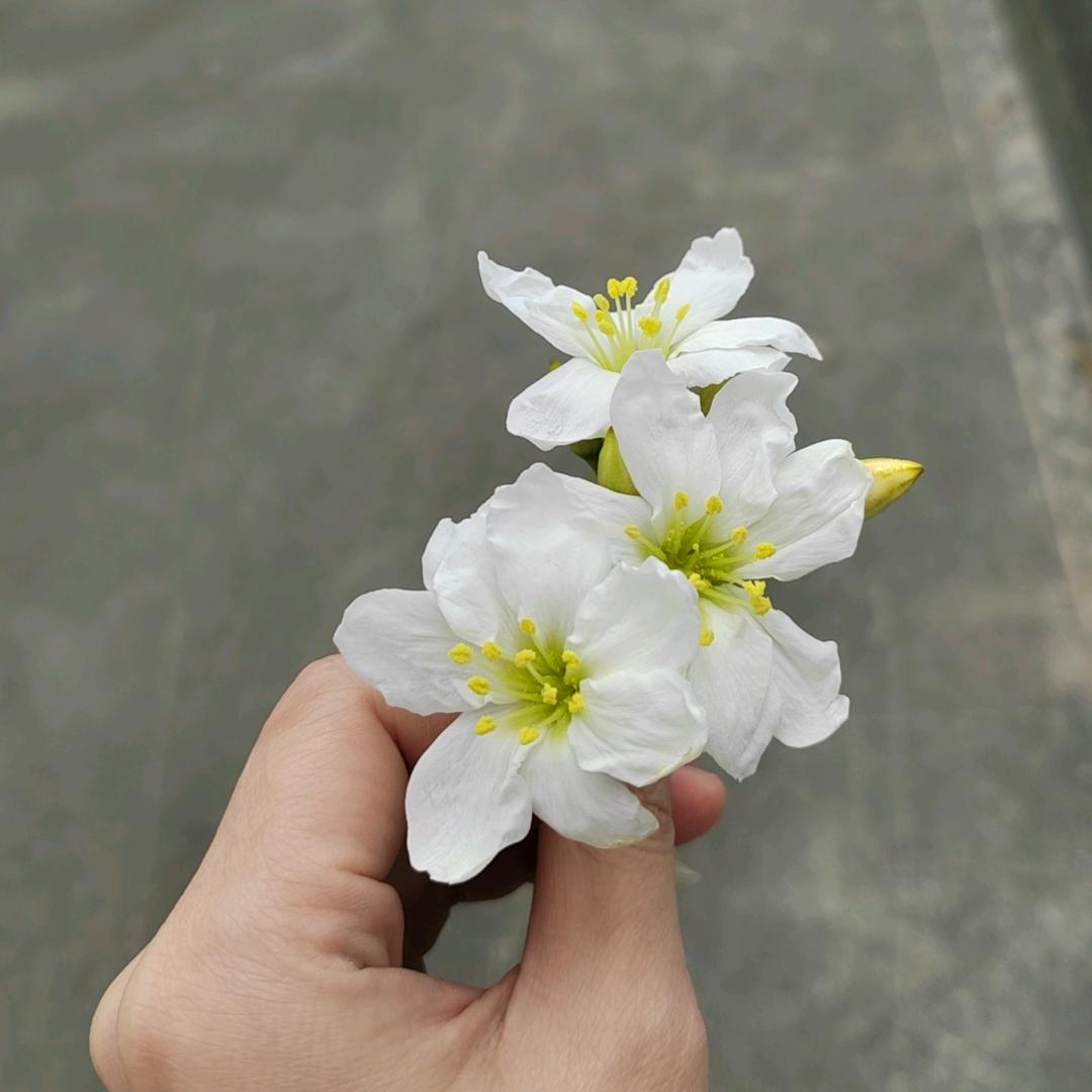 芙芙钩织小铺