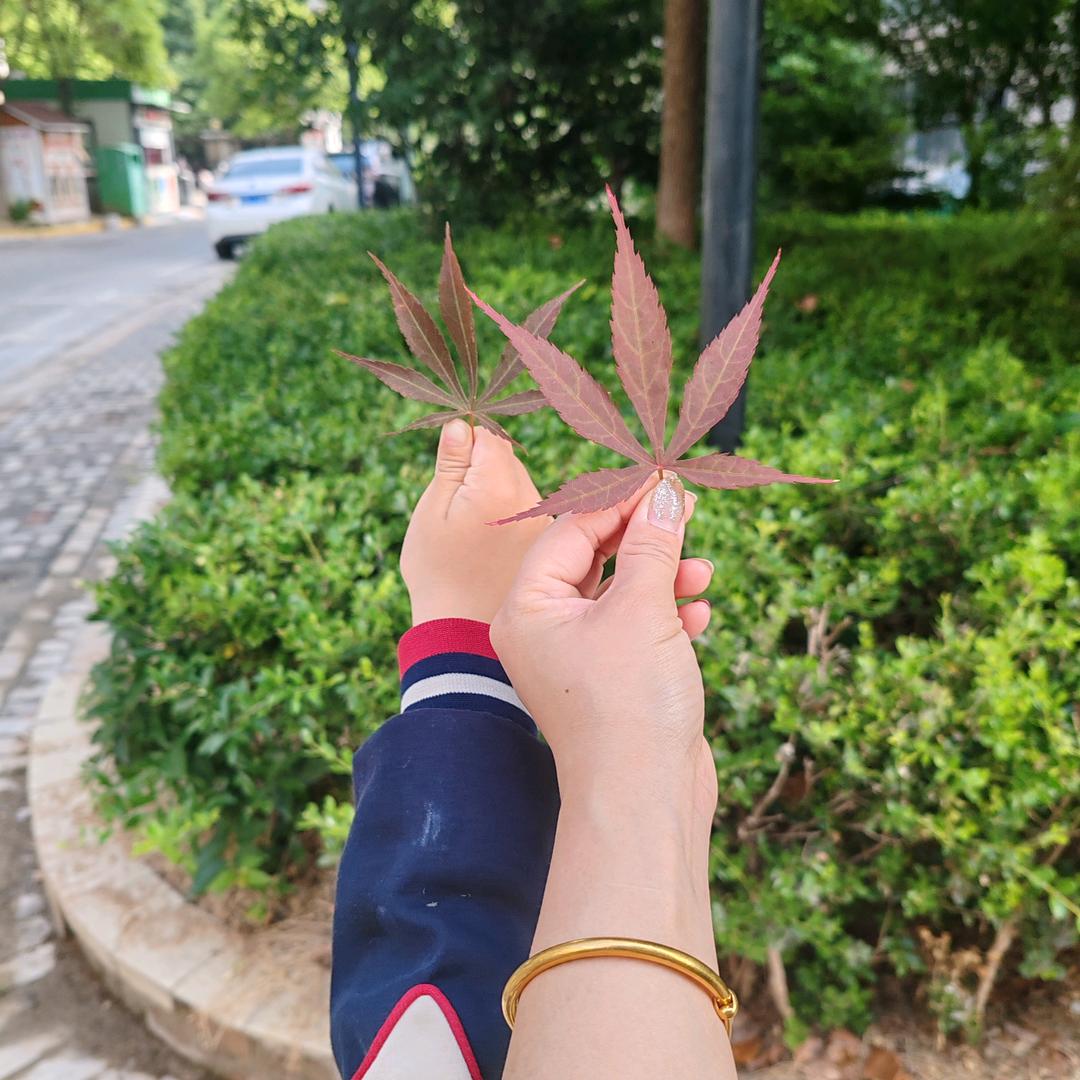 蜕变的云