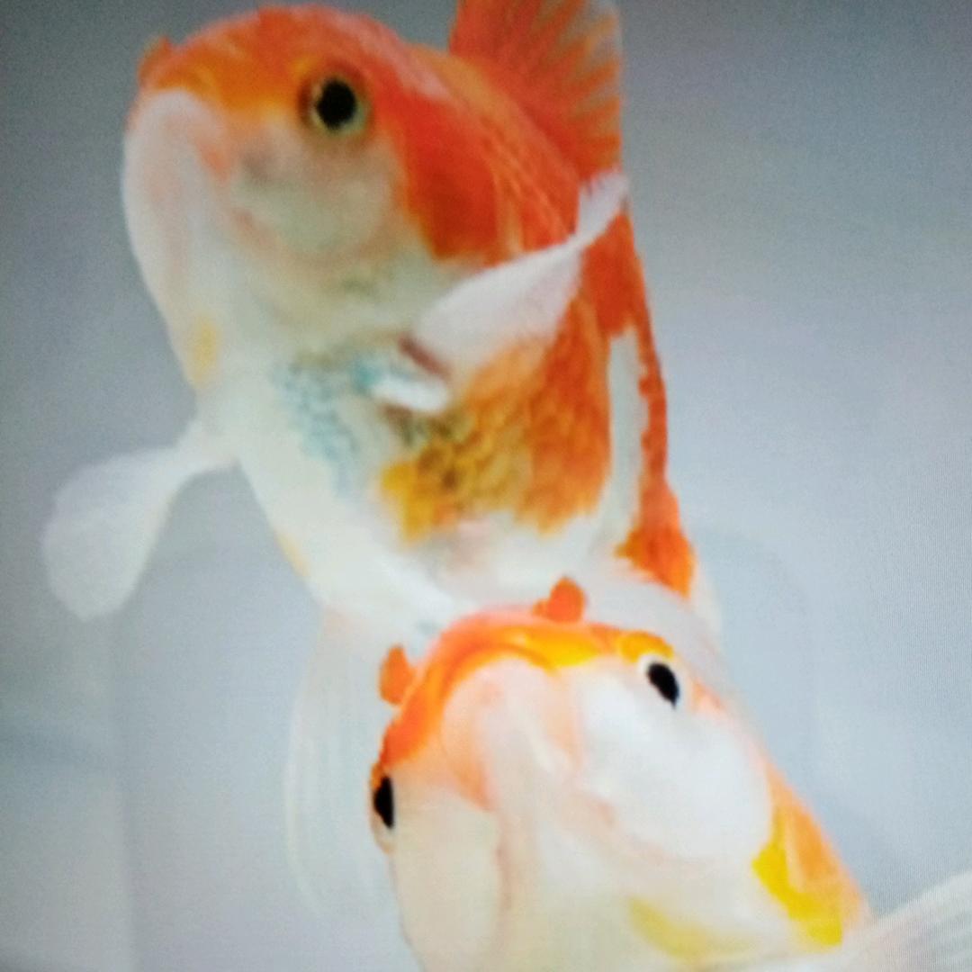 如梦人生，
