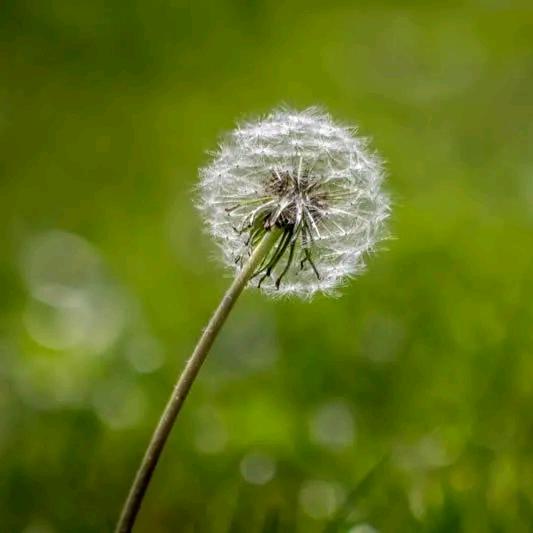 🌱燕🍀