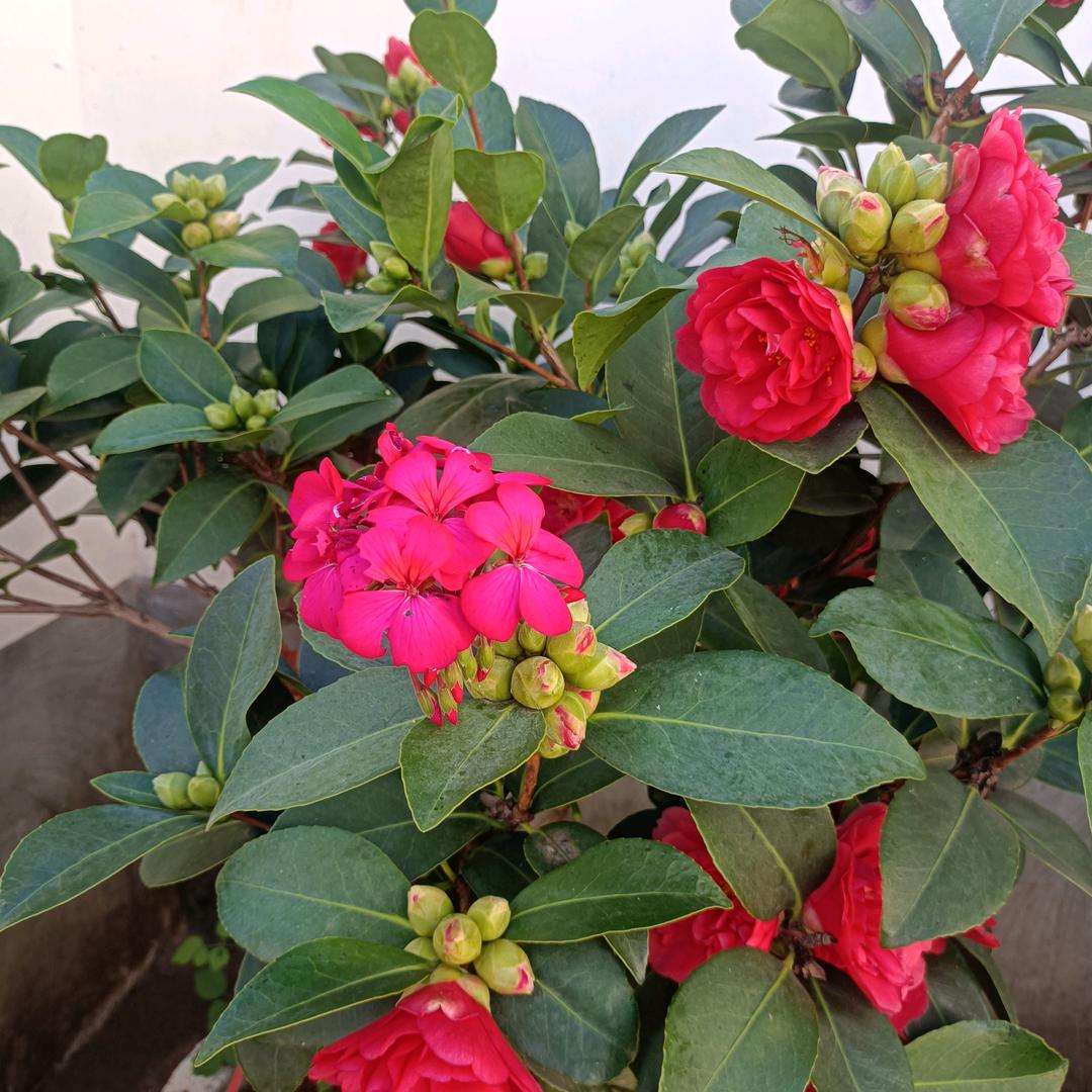 天天快乐🌺