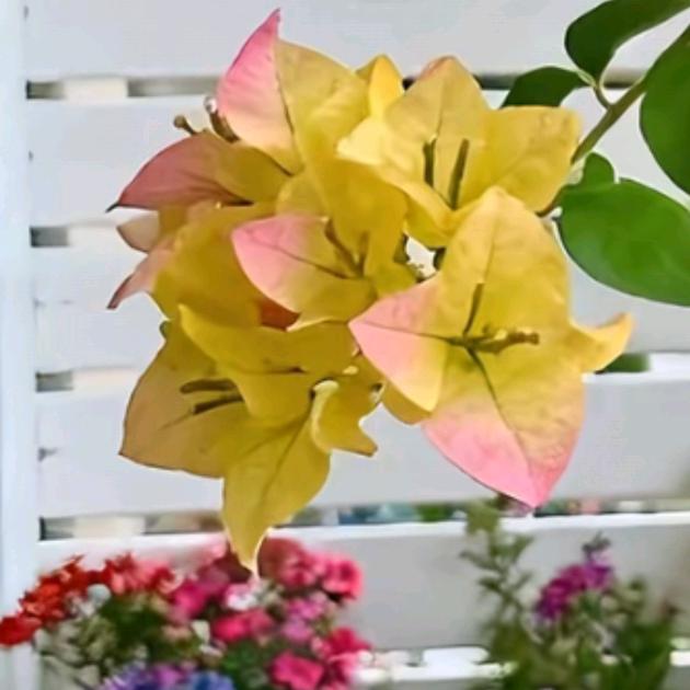 微笑💖向阳💐((🌺⥎🌺))🌹
