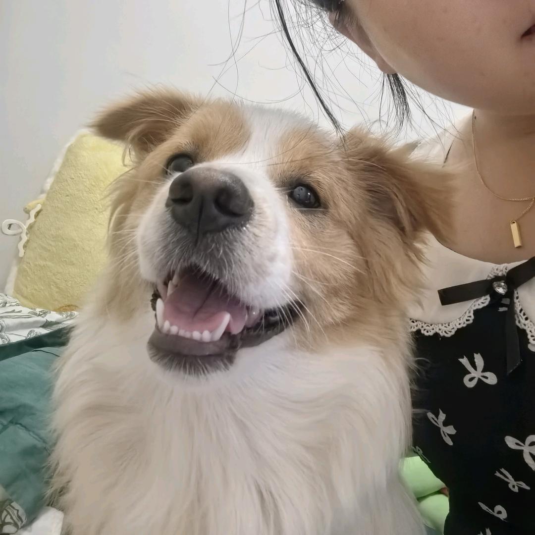 小白羊🐏