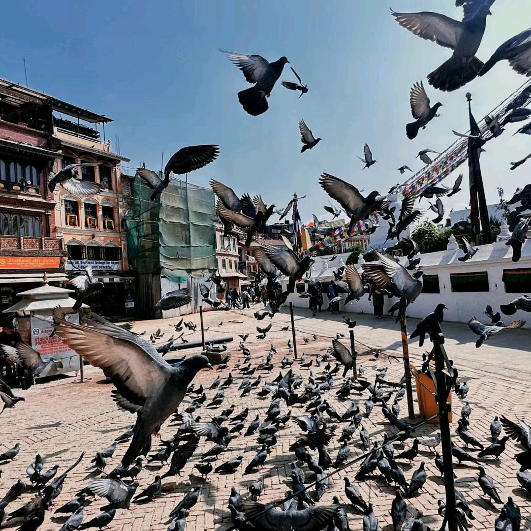 呼伦贝尔𑪞夏利