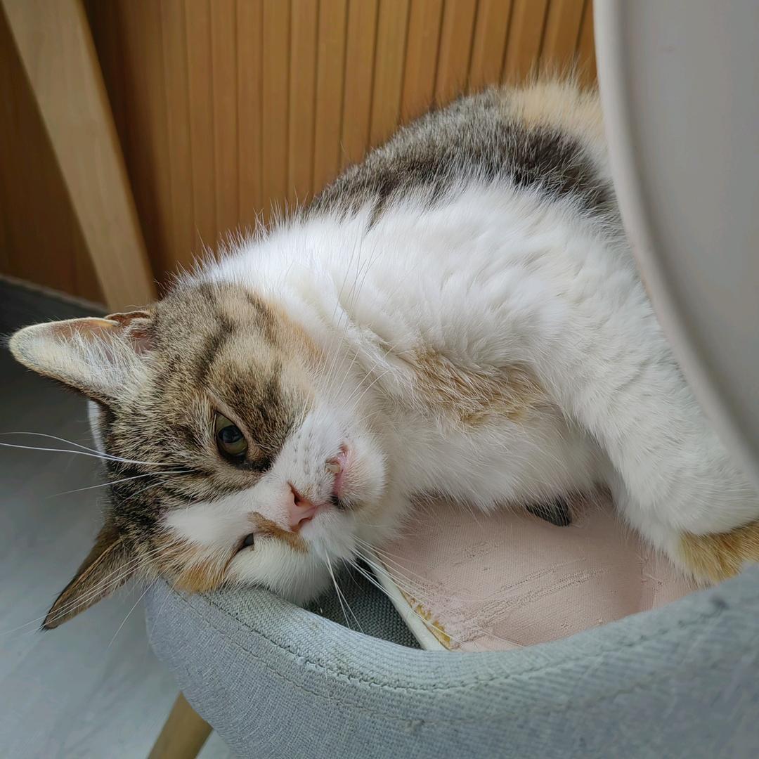 译书