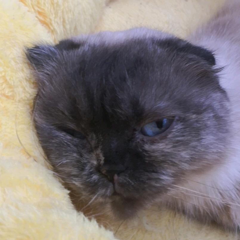 养了4只猫的人