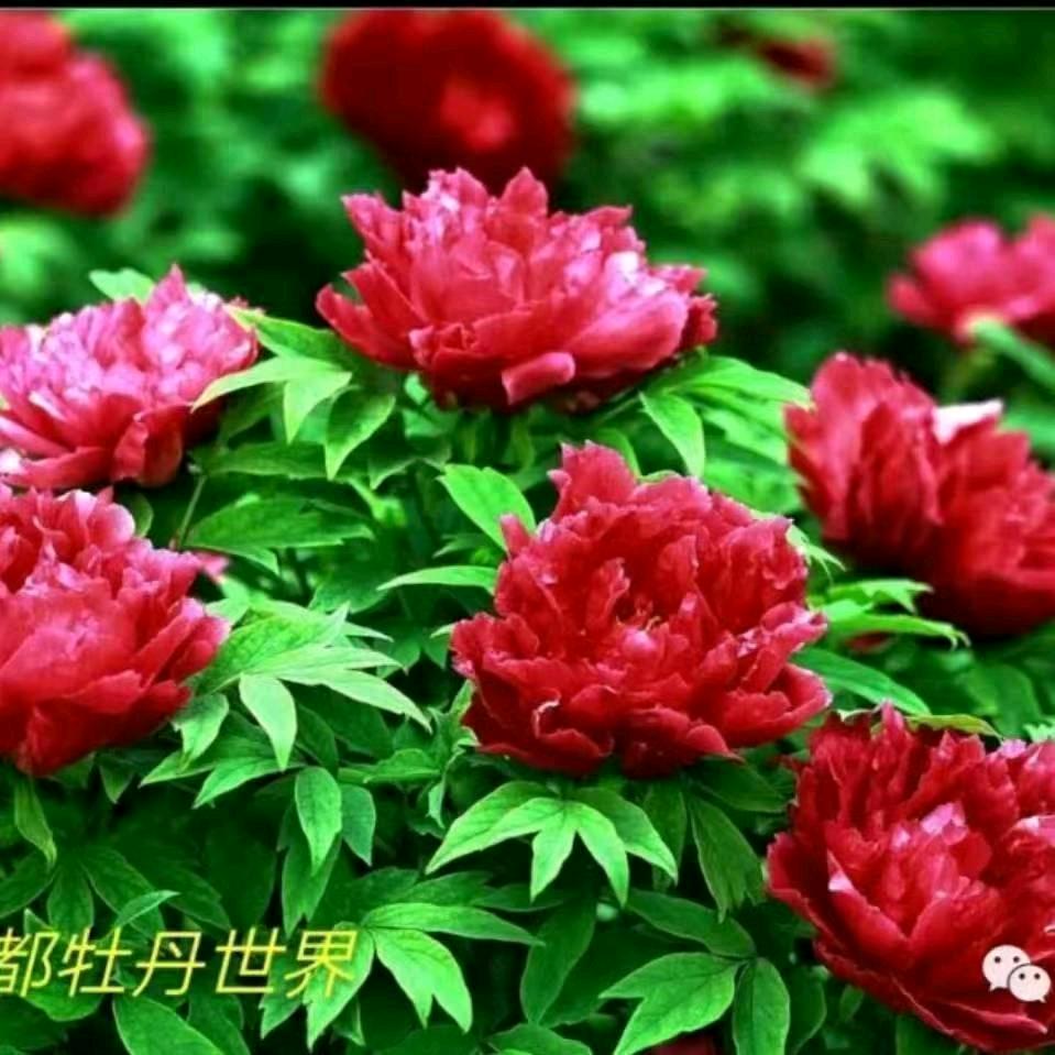 心想事成c