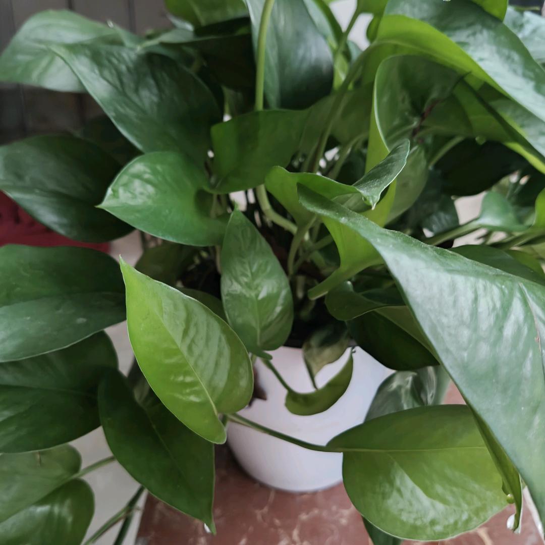 四川🌹🌷🌹🌷