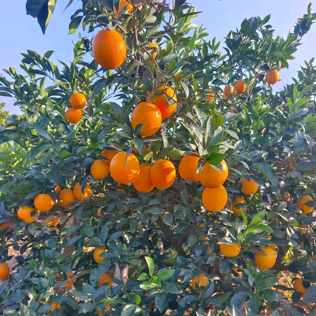 湖北嘉鱼度普赣南脐橙基地