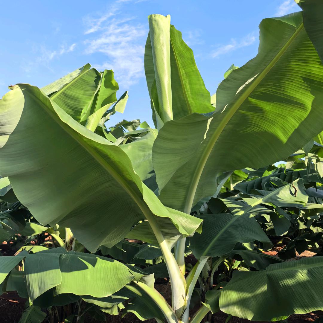 彩宏香蕉农民专业合作社