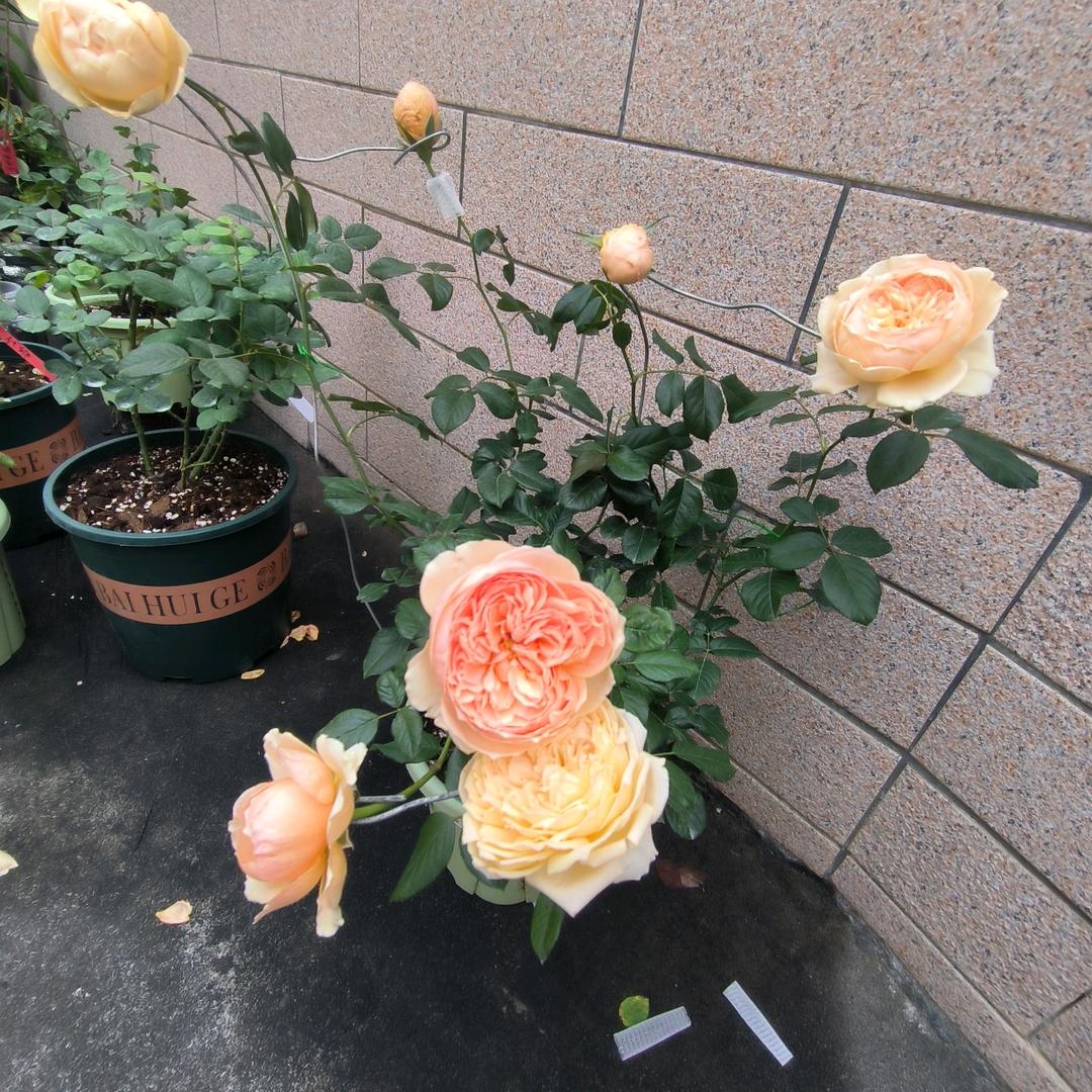 💰L岁月静好💰🌈