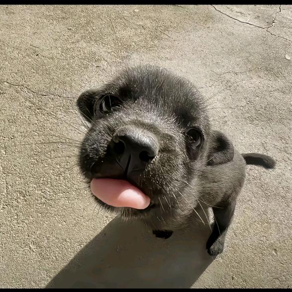 明里不要赏他什么