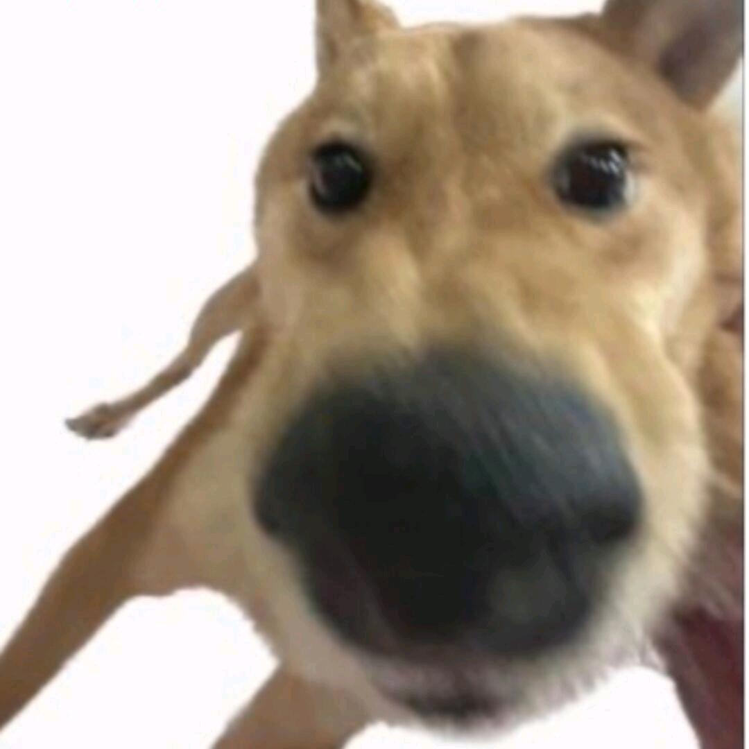 狗贼吃我一刀