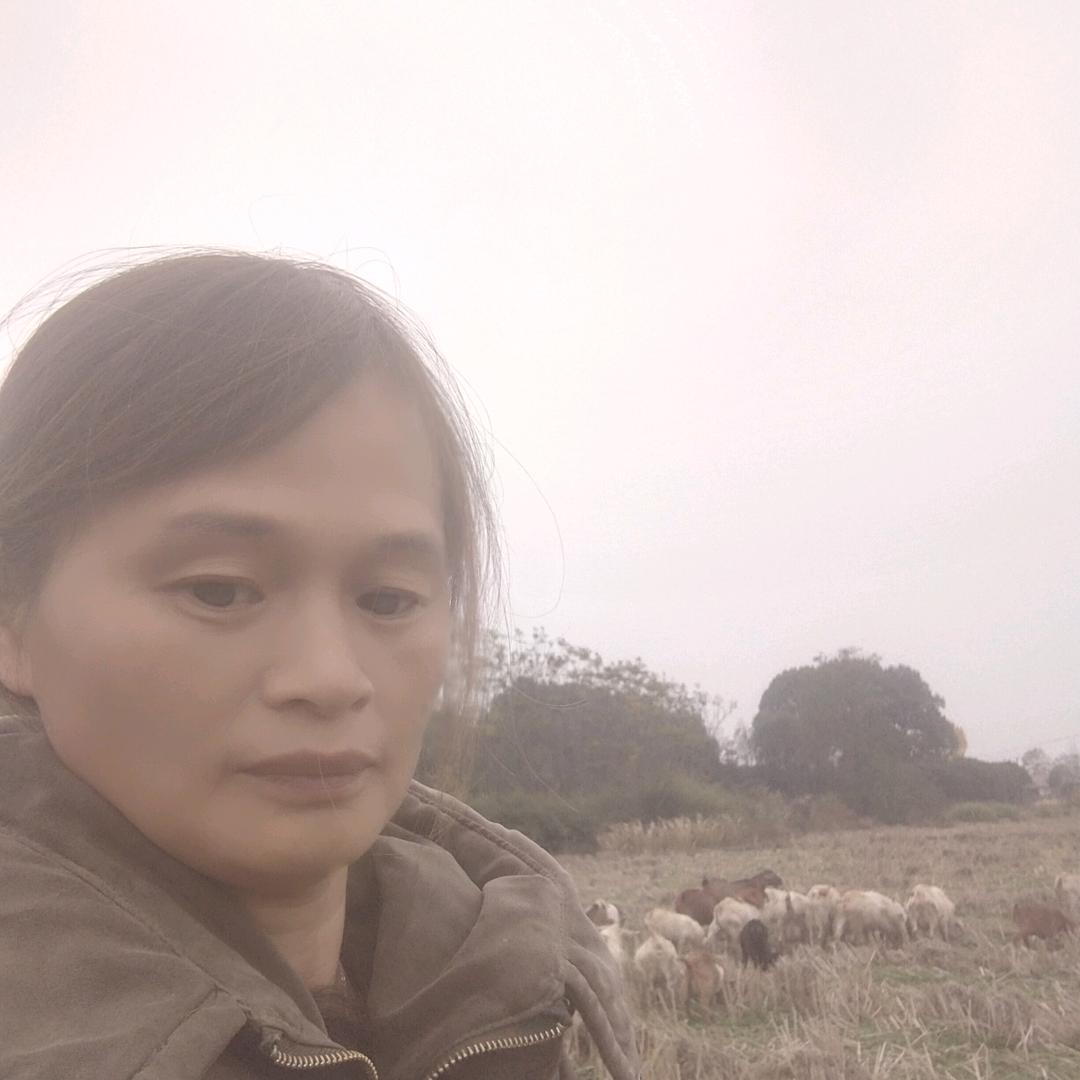 羊司令