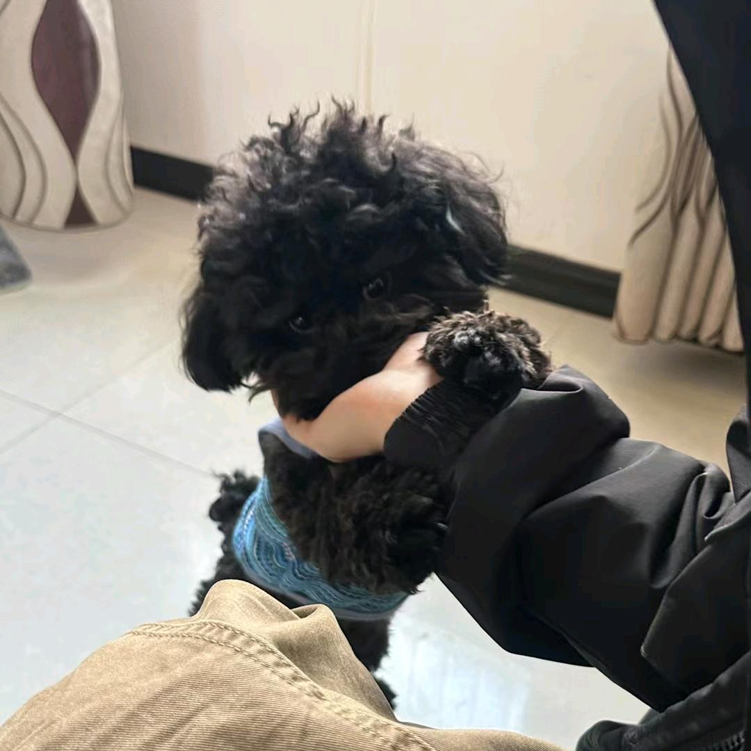 豆豆黑泰迪（薅羊毛版）