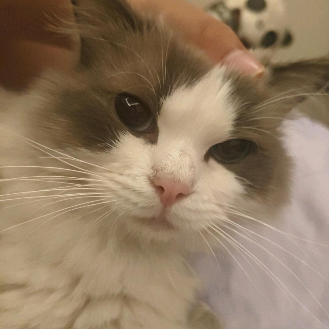 芽衣丶三角洲行动