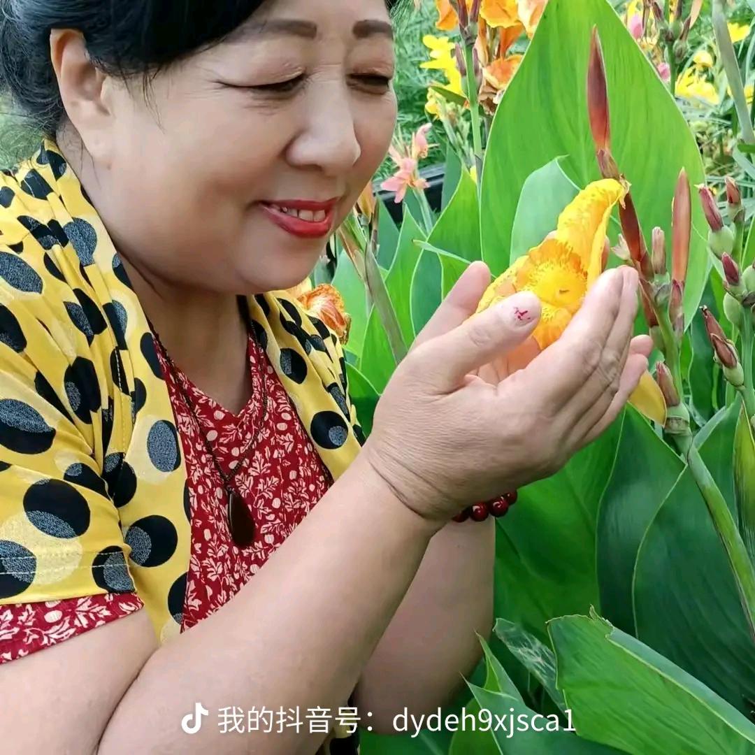 兰花草