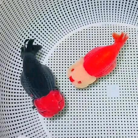 大帅家兰寿玛丽泰狮元宝狮
