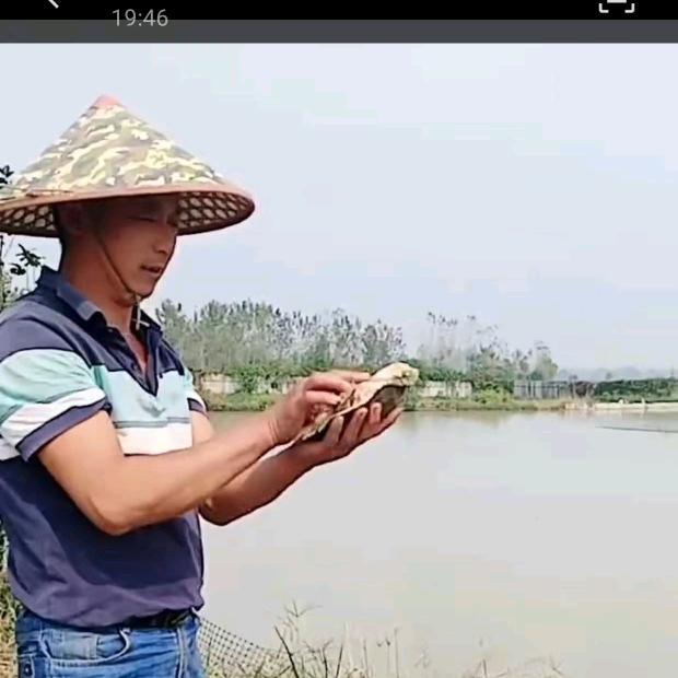 光头哥甲鱼养殖