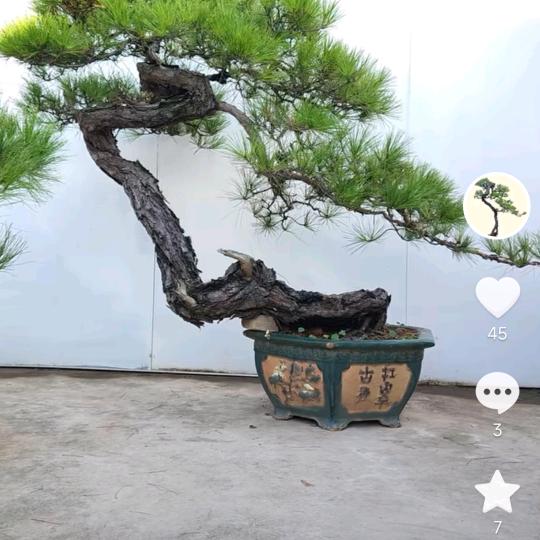 单身老帅哥。