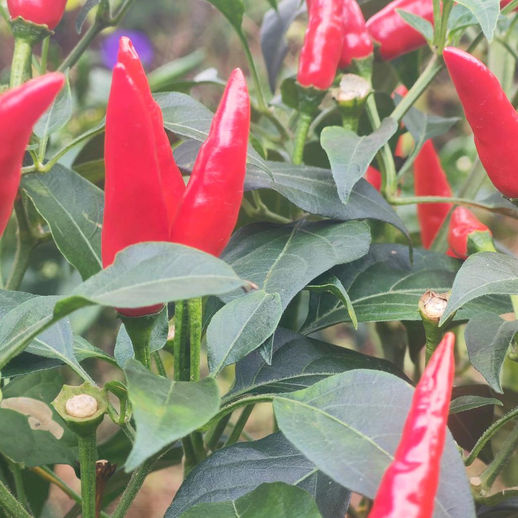 贵州省鑫鑫蔬菜种植有限公司