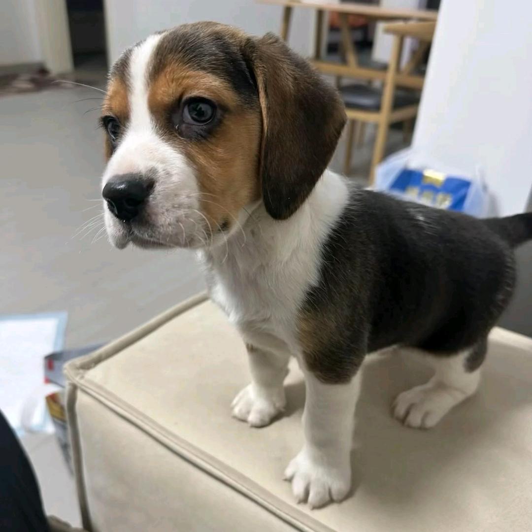 🐶