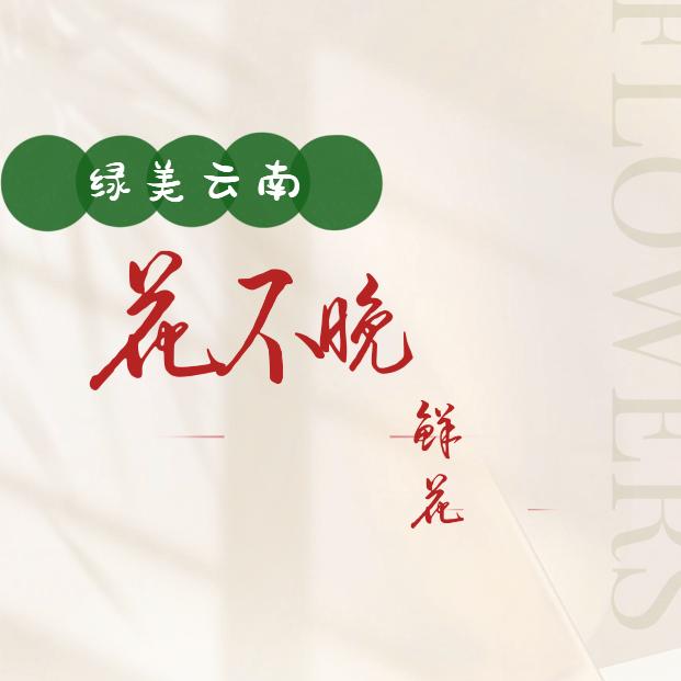 绿美云南花不晚鲜花