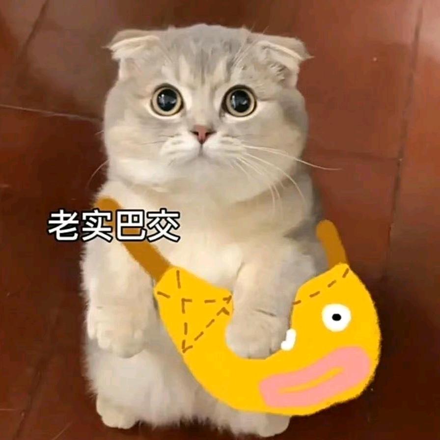 上岸的鱼