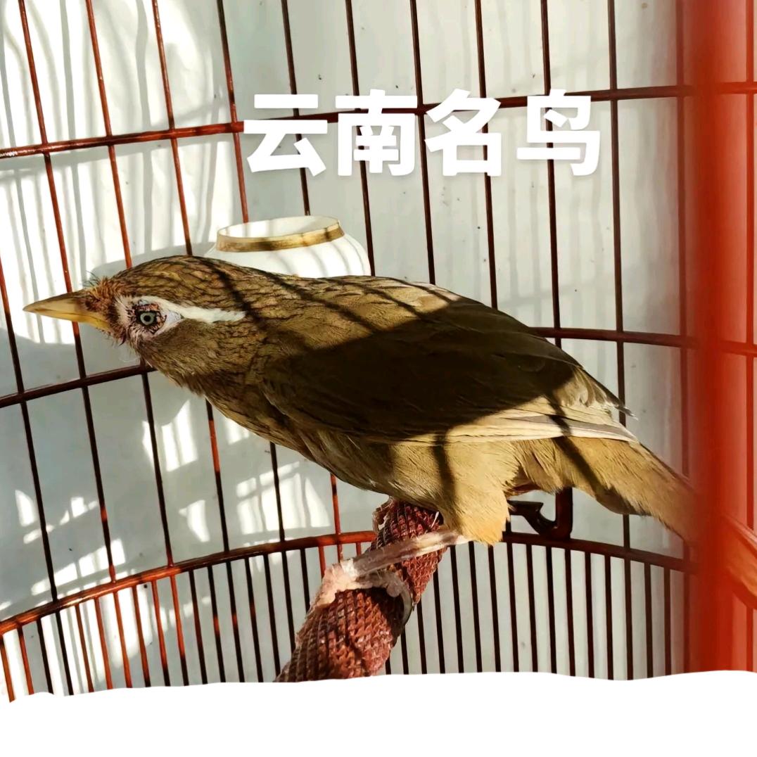 wF爱鸟