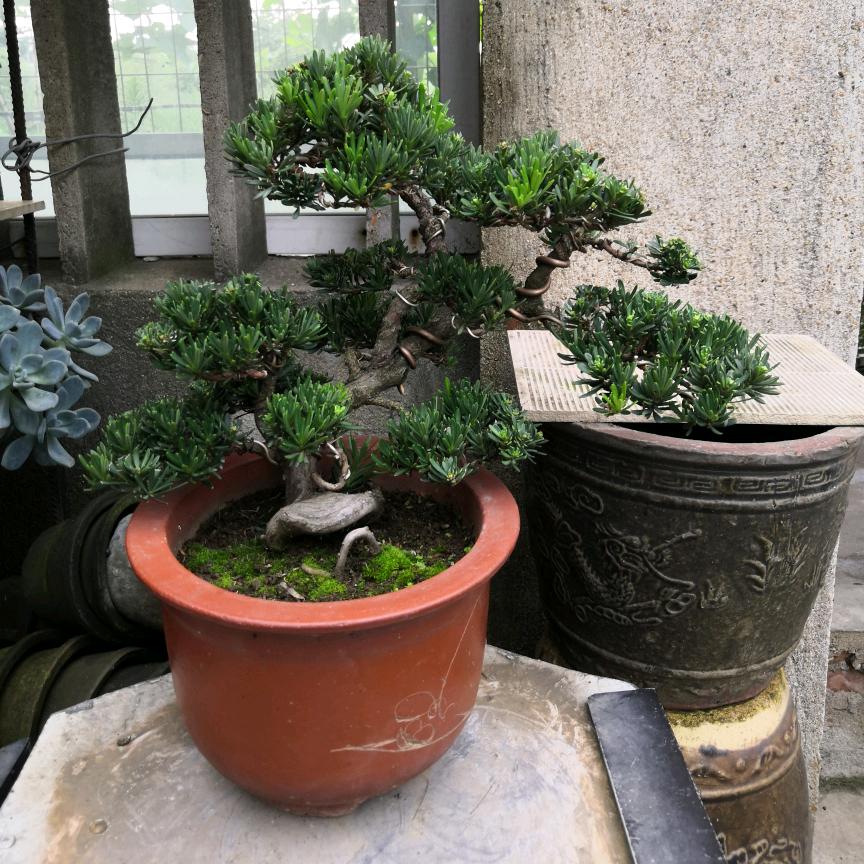 小米通雀