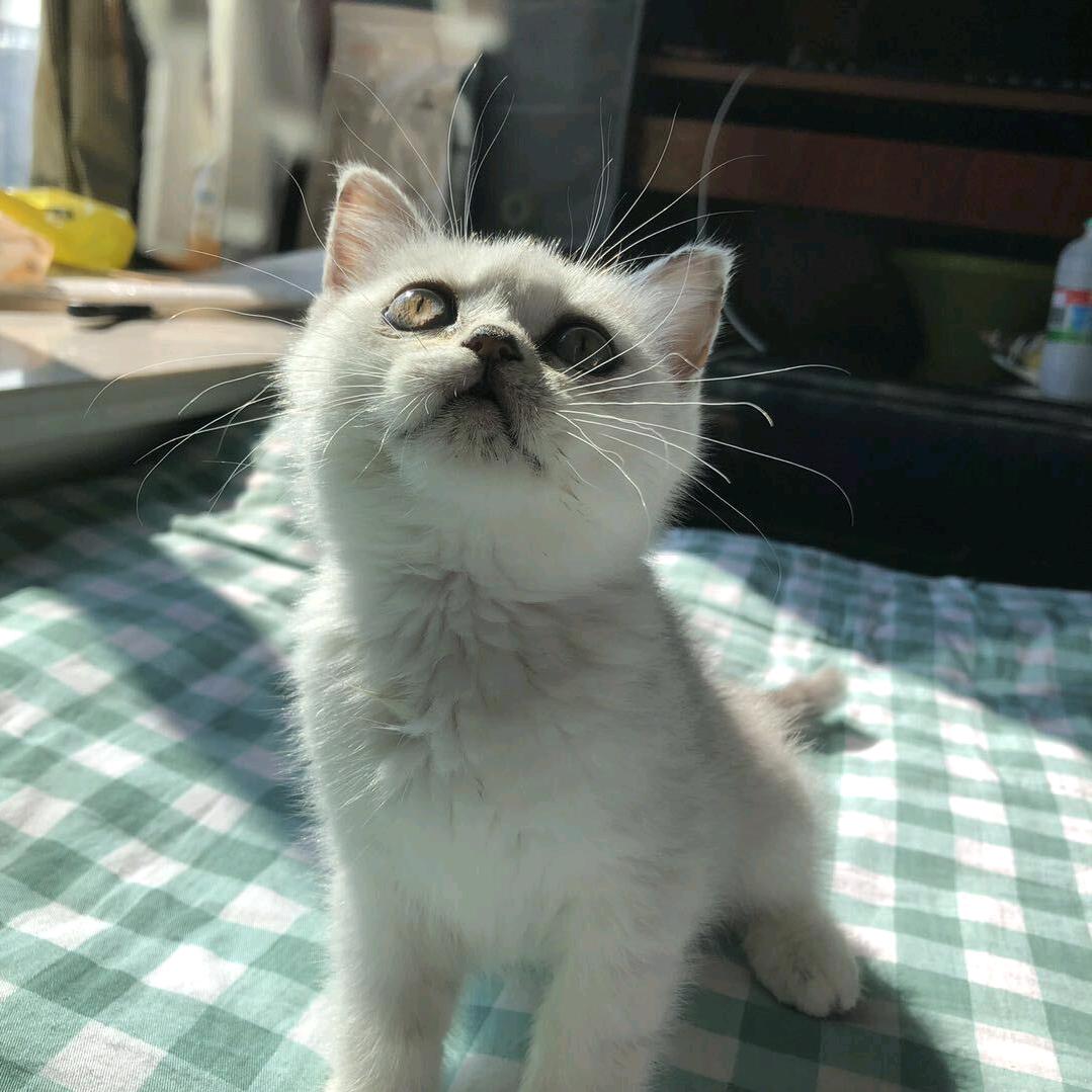 士多啤梨苹果橙